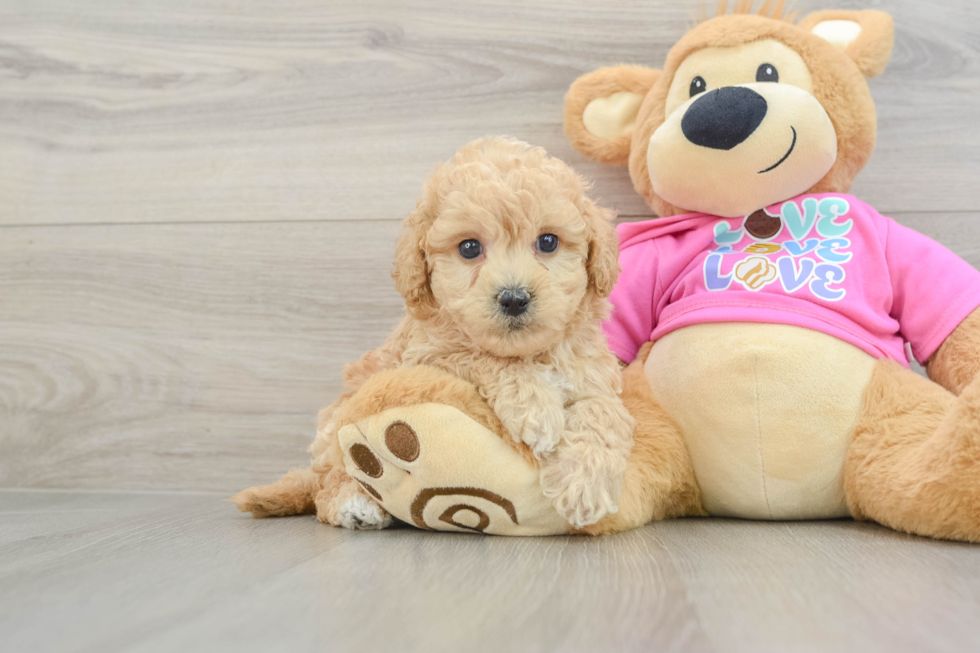 Playful Bichpoo Poodle Mix Puppy