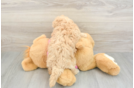 Fluffy Poochon Poodle Mix Pup