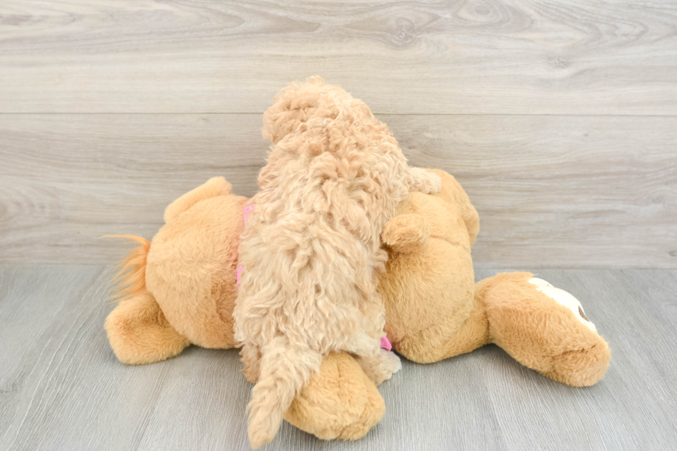 Fluffy Poochon Poodle Mix Pup