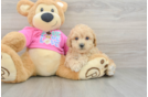 Poochon Puppy for Adoption
