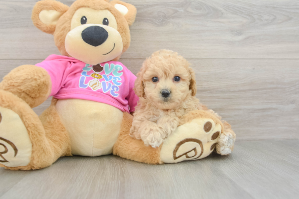 Poochon Puppy for Adoption