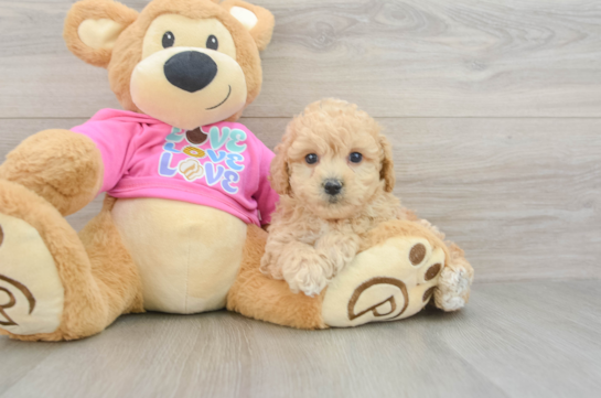 Poochon Puppy for Adoption