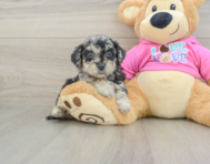6 week old Poochon Puppy For Sale - Premier Pups