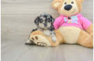 Sweet Poochon Baby