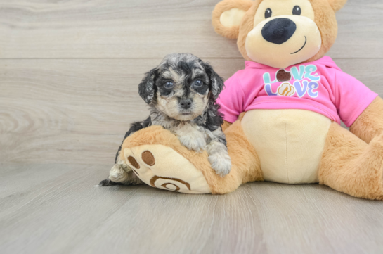 Sweet Poochon Baby