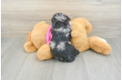 Poochon Puppy for Adoption