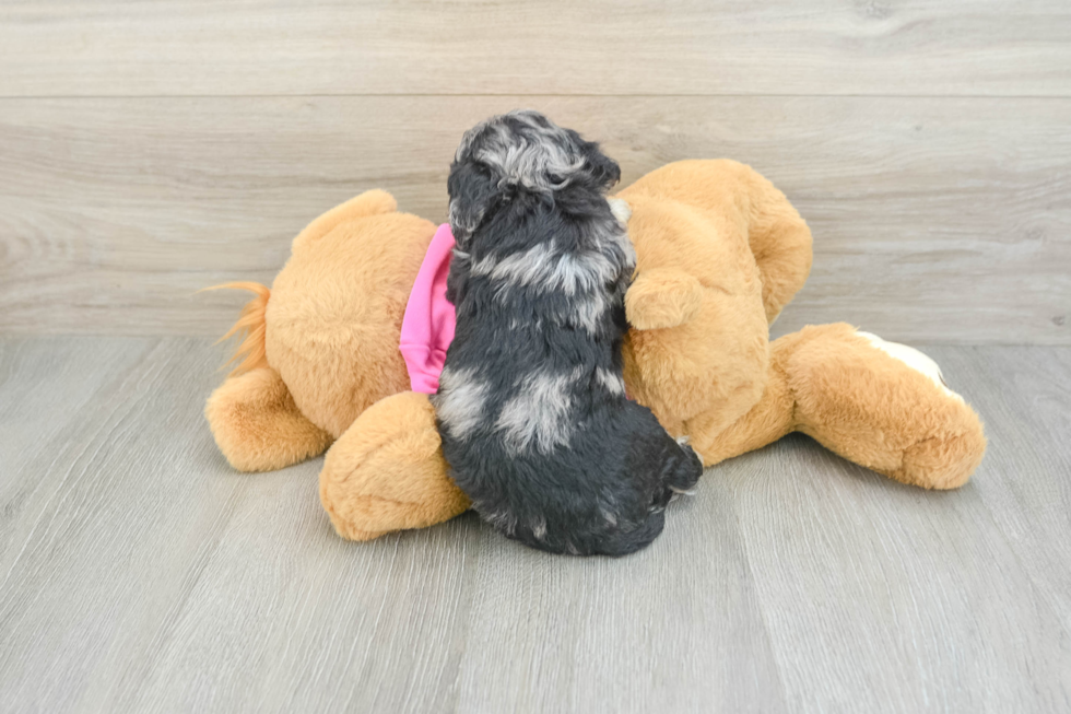 Poochon Puppy for Adoption