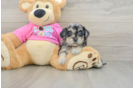 Best Poochon Baby