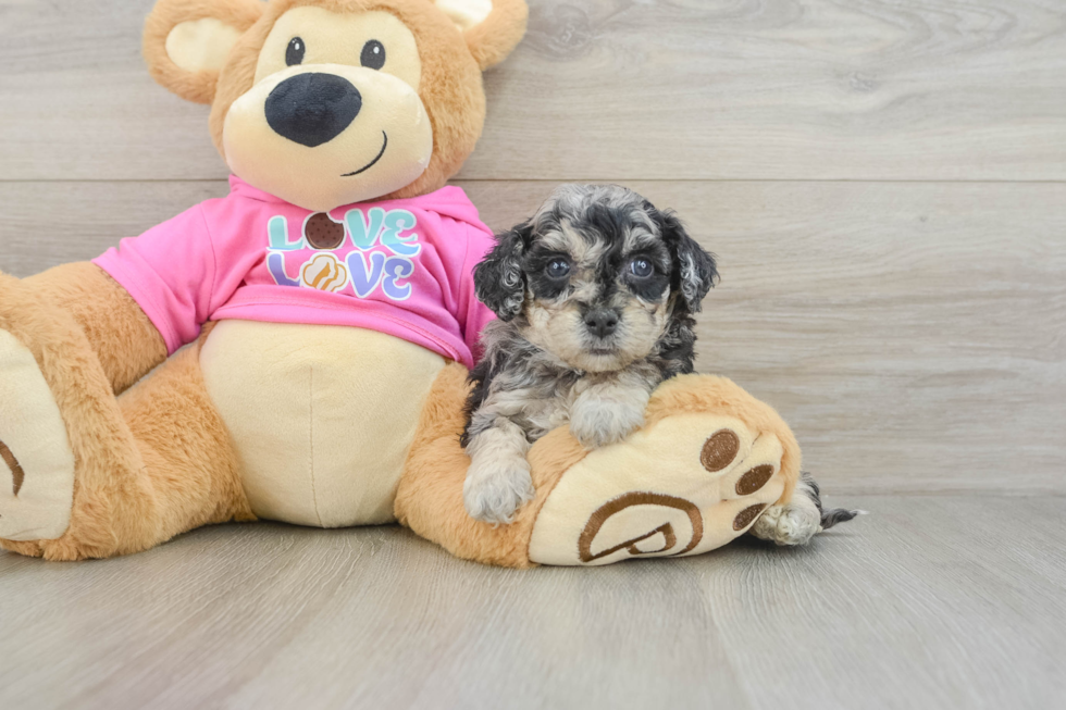 Best Poochon Baby