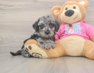 7 week old Poochon Puppy For Sale - Premier Pups