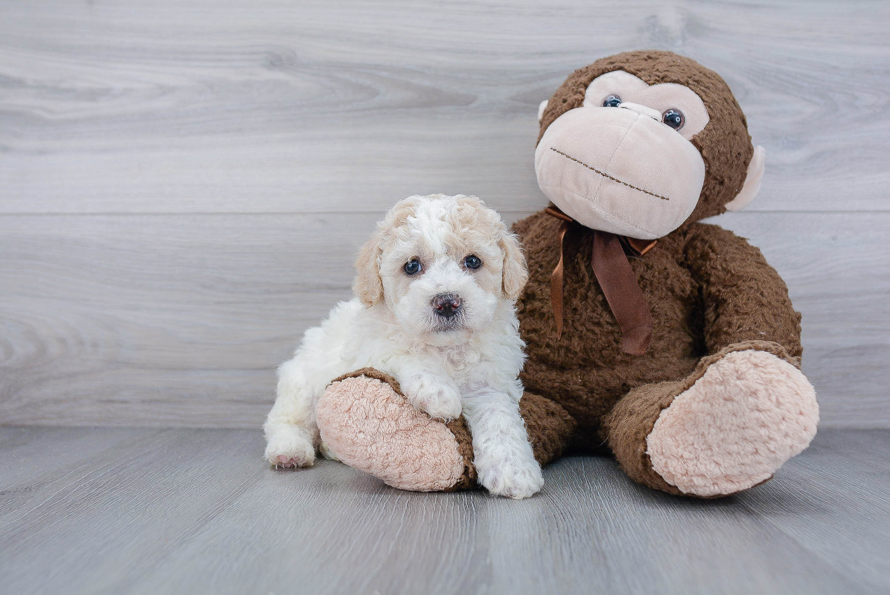 Small Poochon Baby