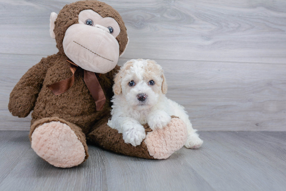 Fluffy Poochon Poodle Mix Pup