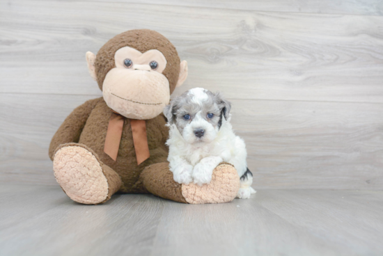 Hypoallergenic Bichpoo Poodle Mix Puppy