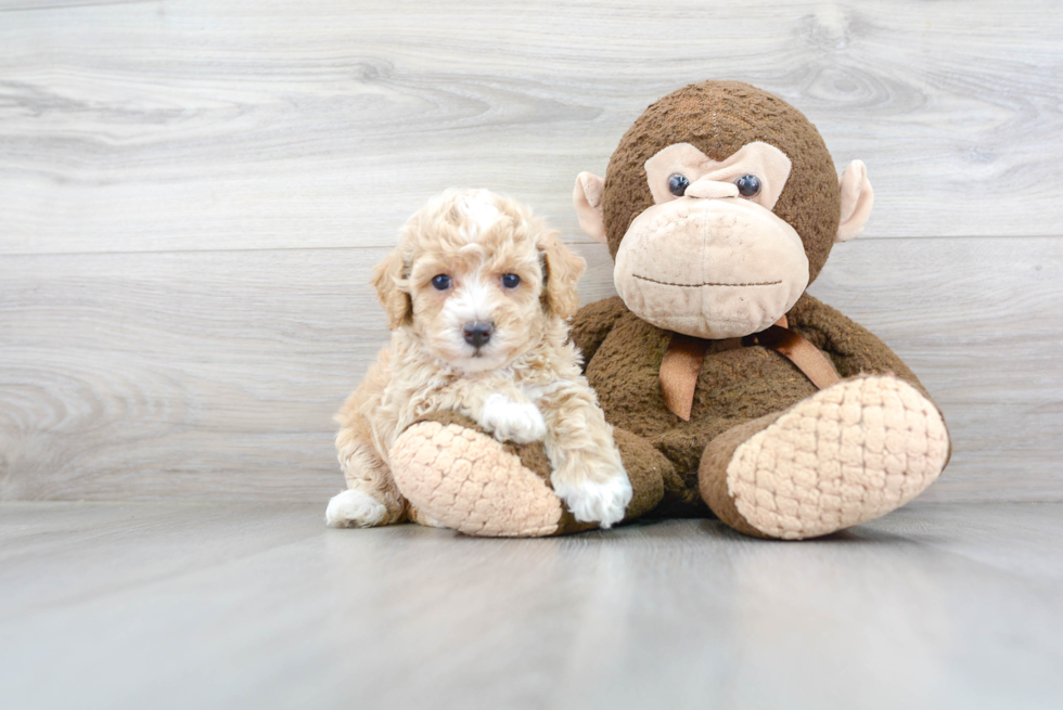 Poochon Pup Being Cute