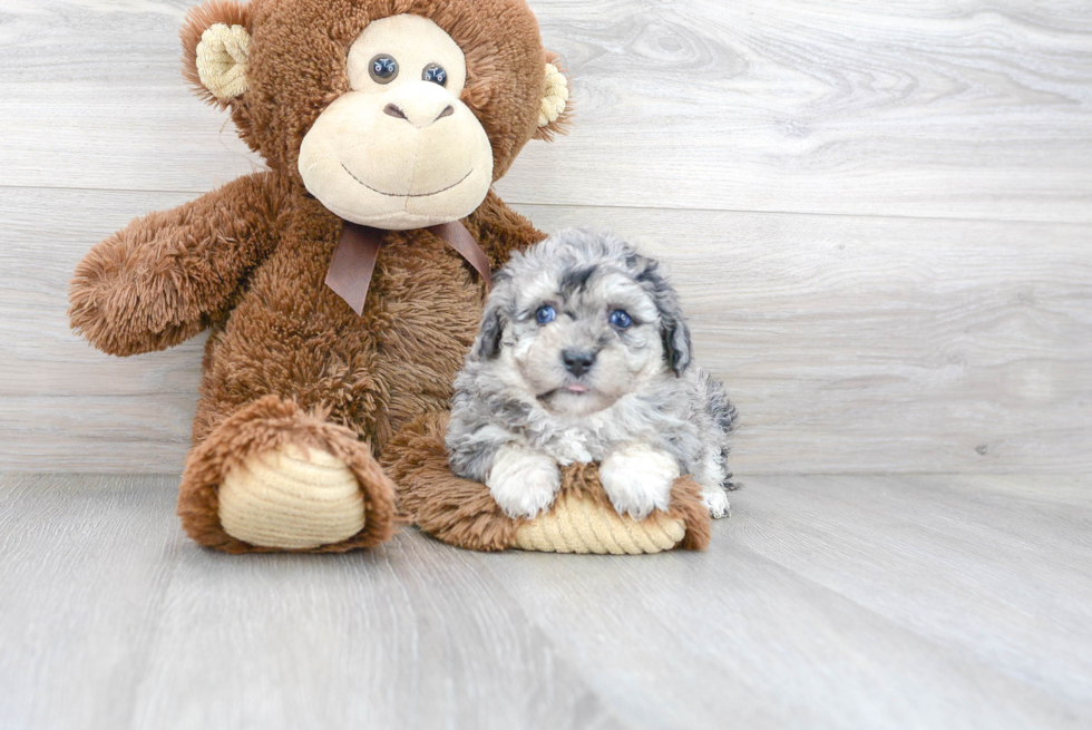 Adorable Bichpoo Poodle Mix Puppy