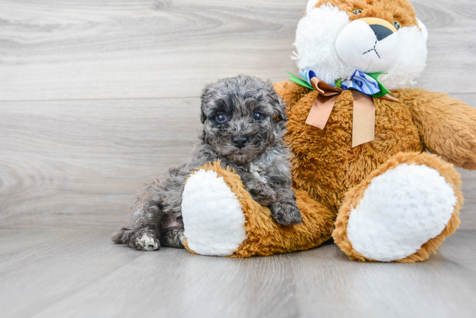 Poochon Puppy for Adoption