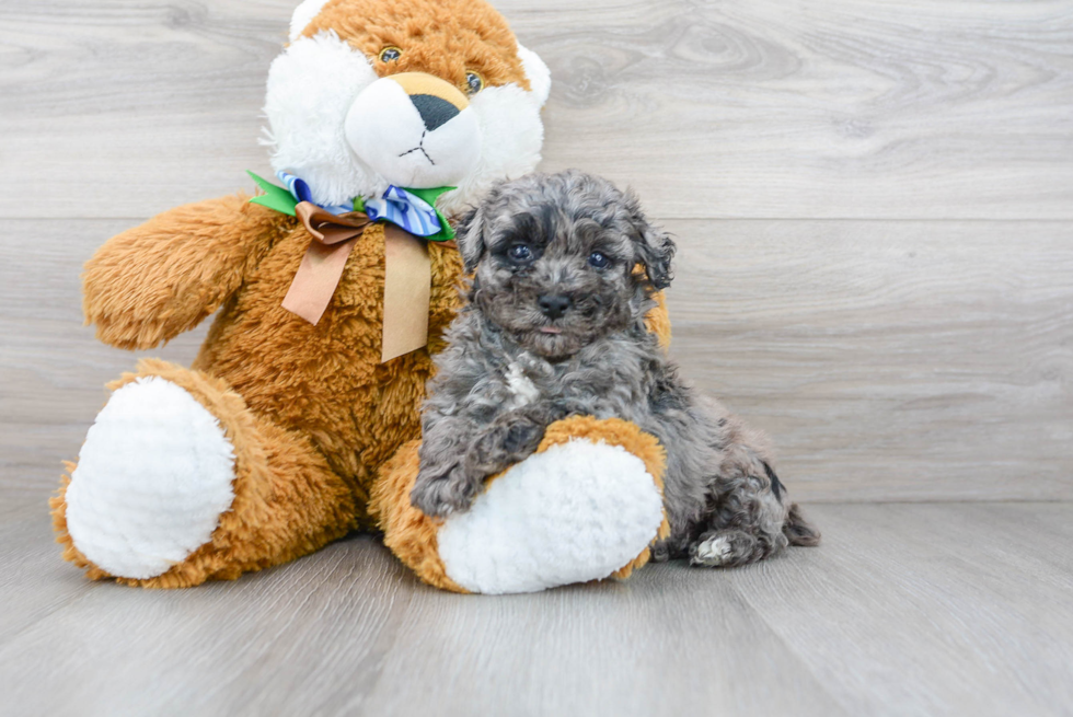 Poochon Pup Being Cute