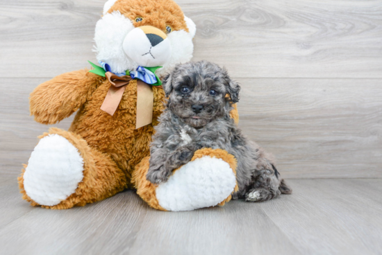 Poochon Pup Being Cute