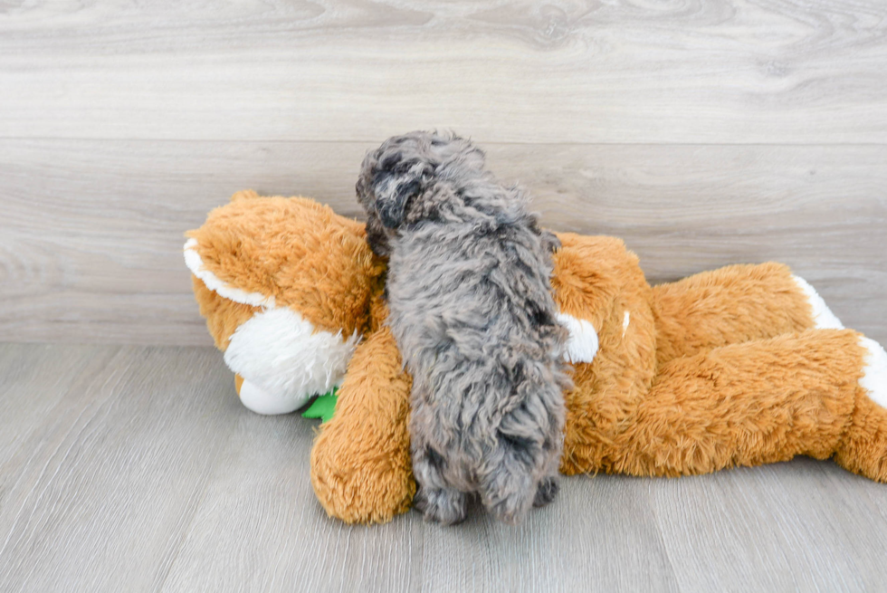 Popular Poochon Poodle Mix Pup