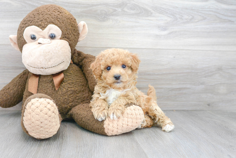 Little Bichpoo Poodle Mix Puppy