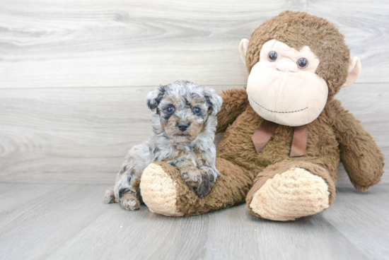 Popular Poochon Poodle Mix Pup