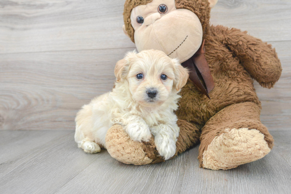 Poochon Puppy for Adoption