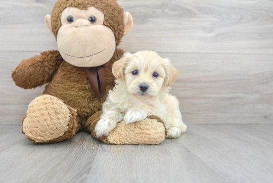 Popular Poochon Poodle Mix Pup