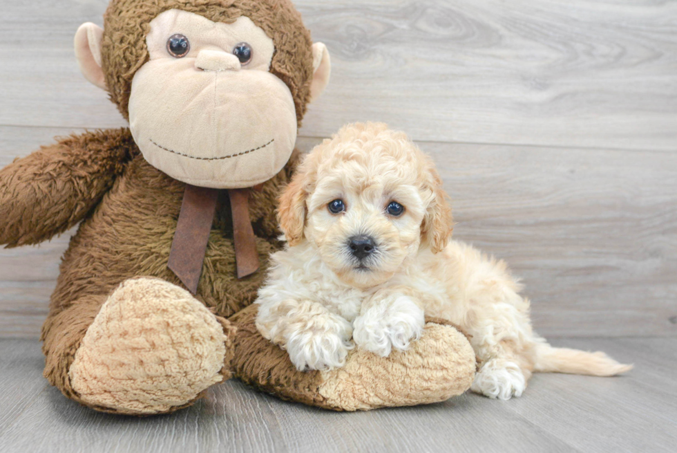 Happy Poochon Baby