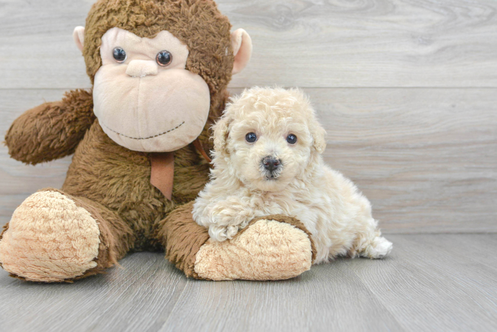 Little Bichpoo Poodle Mix Puppy