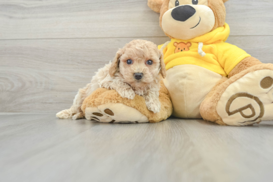 Adorable Bichpoo Poodle Mix Puppy