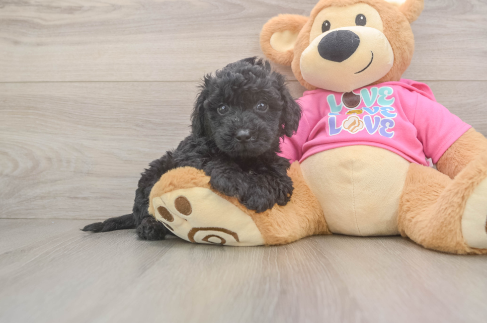 5 week old Poochon Puppy For Sale - Premier Pups