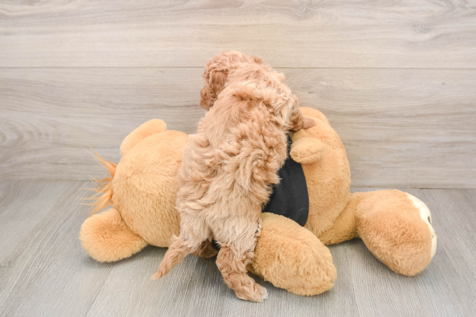 Poochon Puppy for Adoption