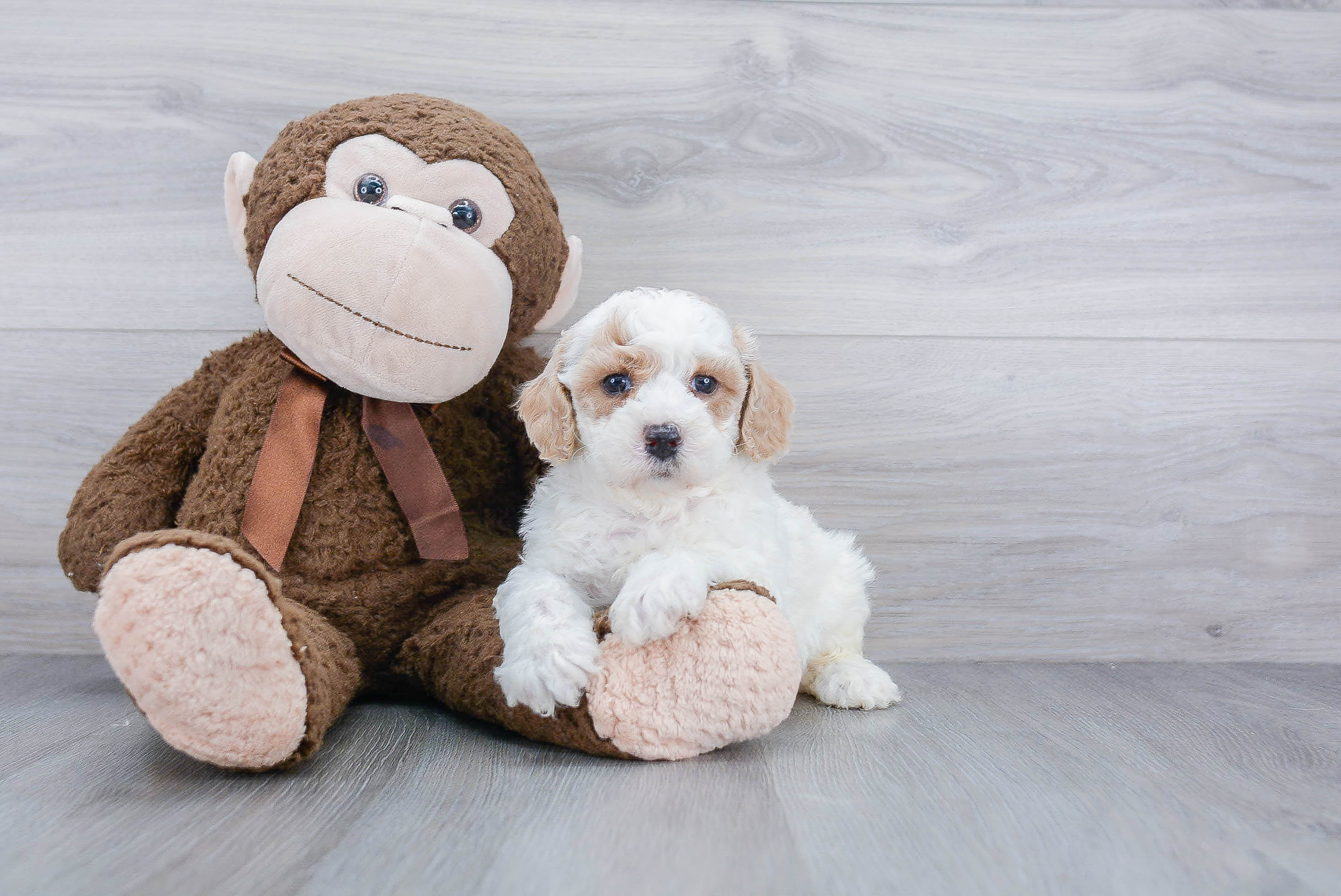 Small Poochon Baby