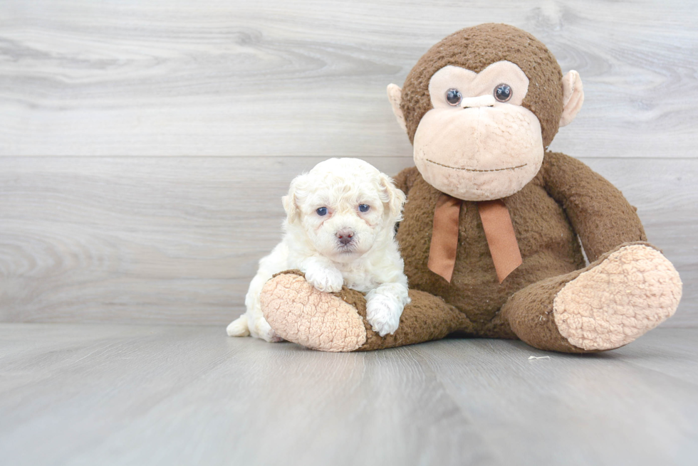 Happy Poochon Baby