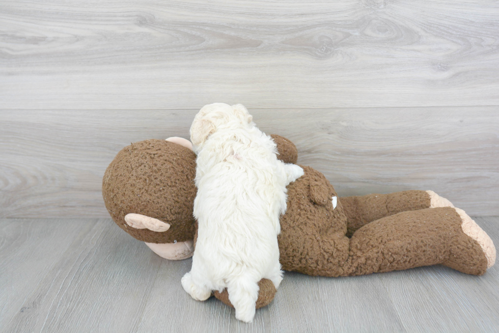 Poochon Pup Being Cute