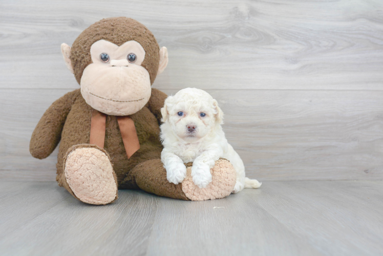 Funny Poochon Poodle Mix Pup