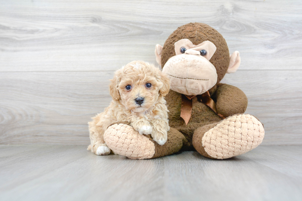 Playful Bichpoo Poodle Mix Puppy