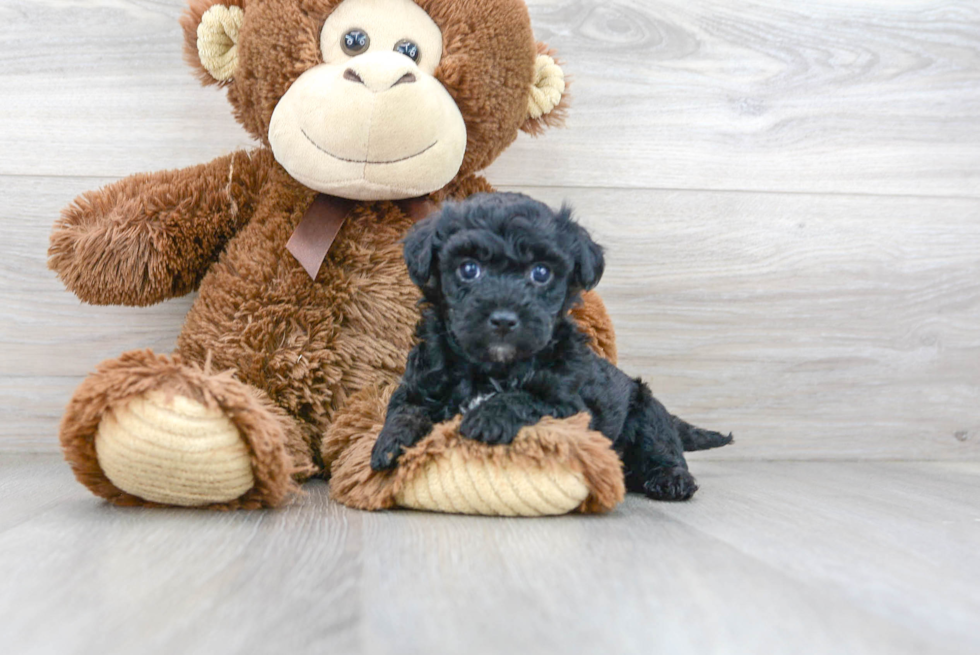 Energetic Bichpoo Poodle Mix Puppy