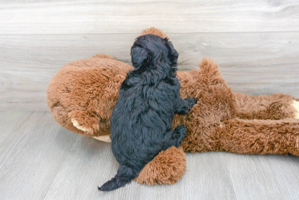 Adorable Bichpoo Poodle Mix Puppy