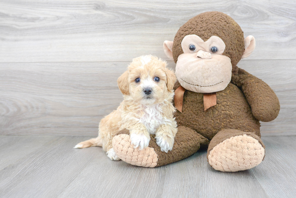 Adorable Bichpoo Poodle Mix Puppy