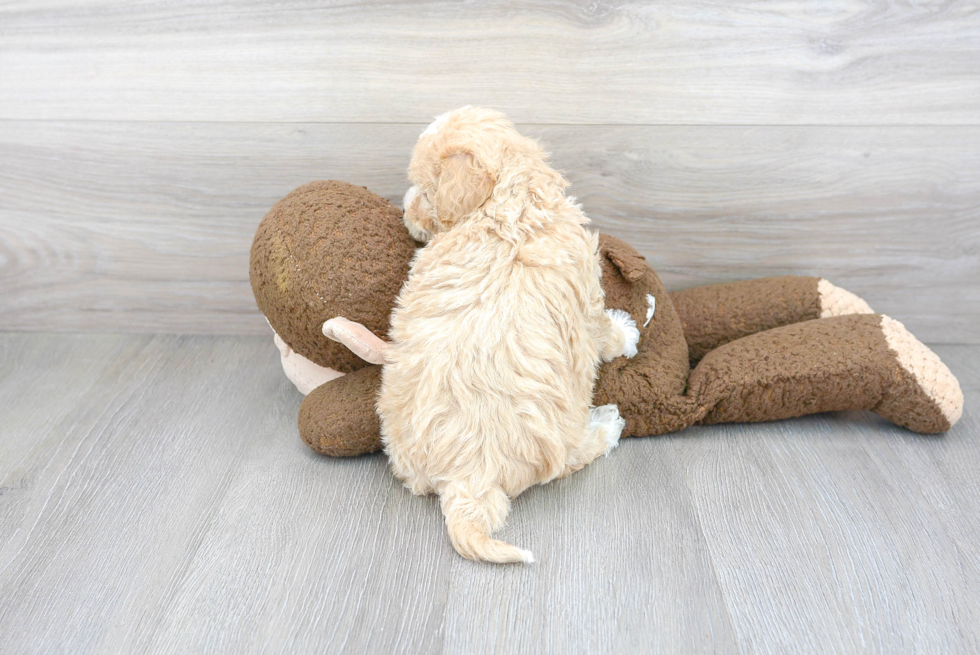 Adorable Bichpoo Poodle Mix Puppy