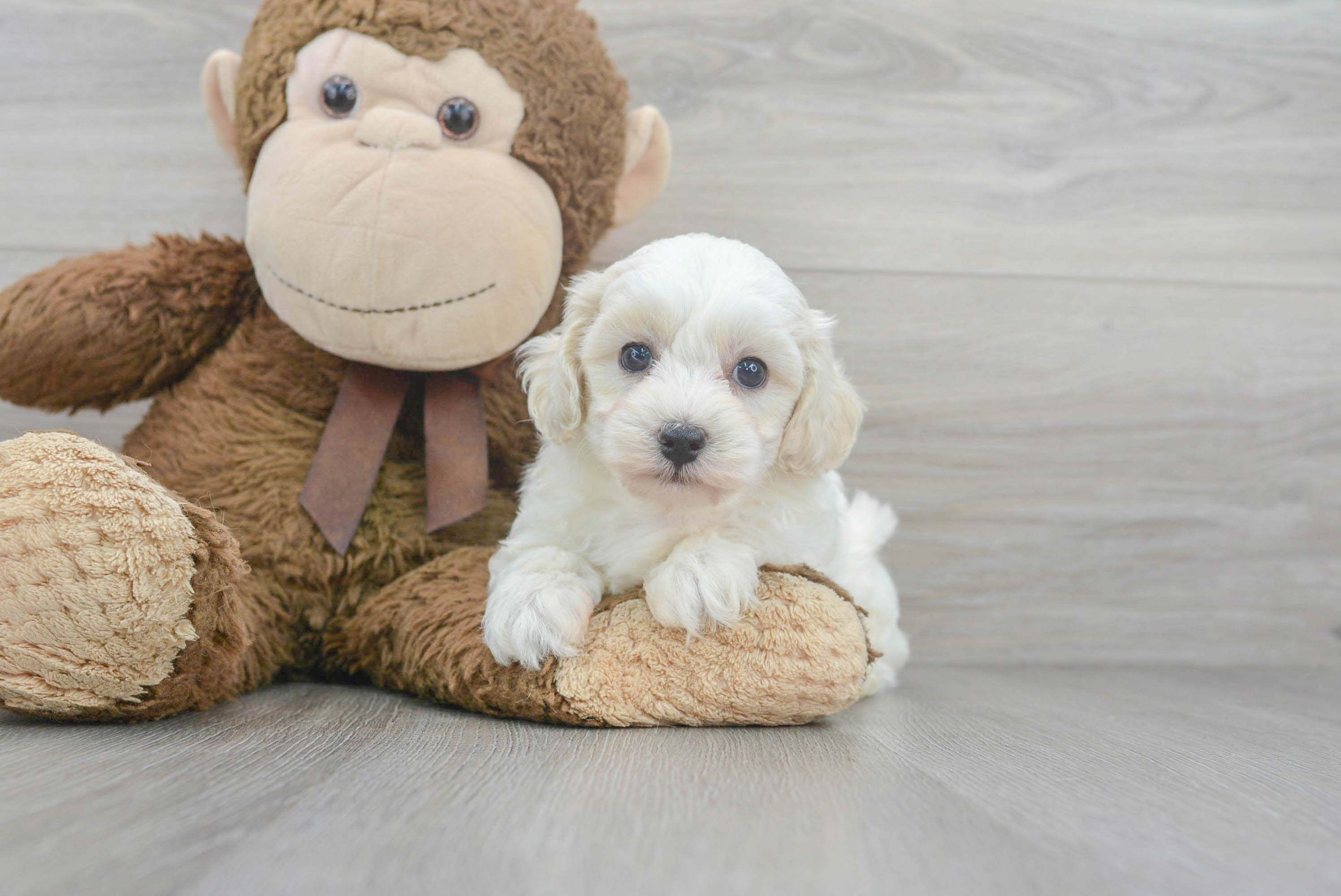 Best Poochon Baby