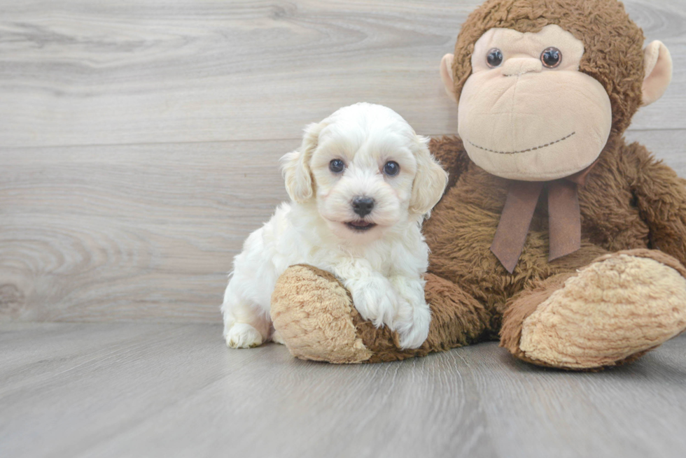 Sweet Poochon Baby