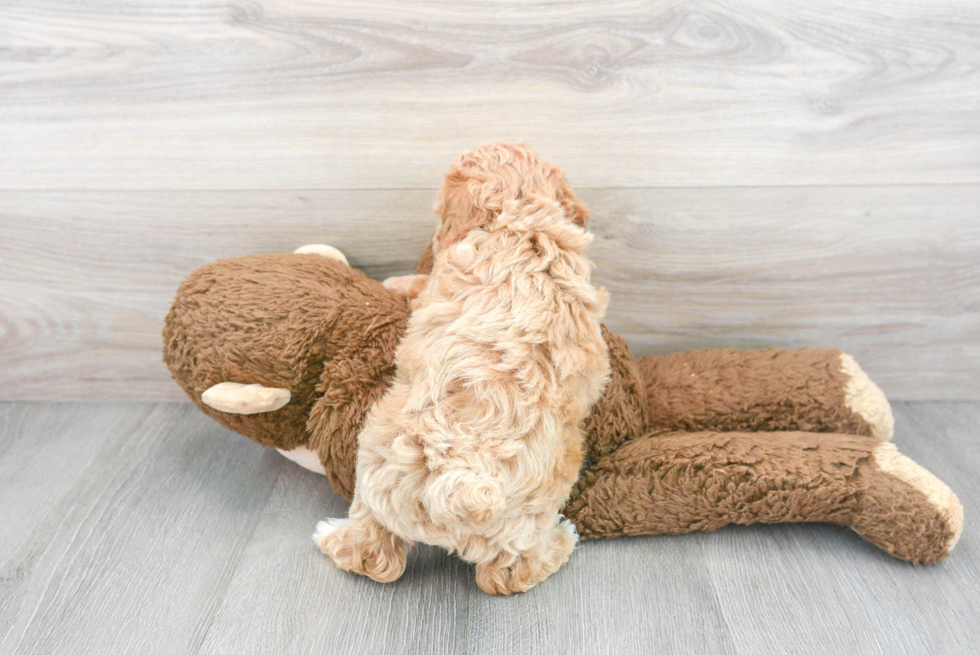 Fluffy Poochon Poodle Mix Pup