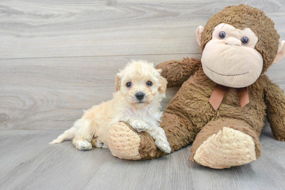 Little Bichpoo Poodle Mix Puppy