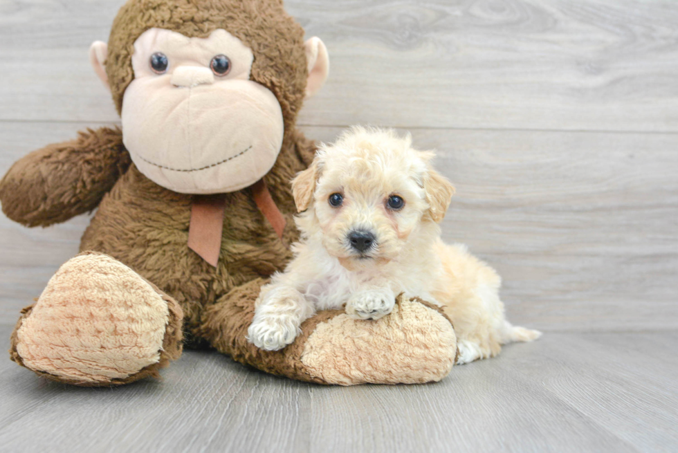 Poochon Pup Being Cute