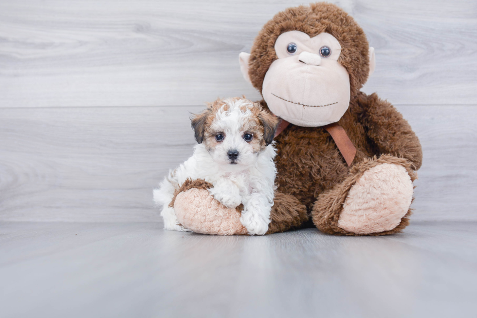 Poochon Pup Being Cute