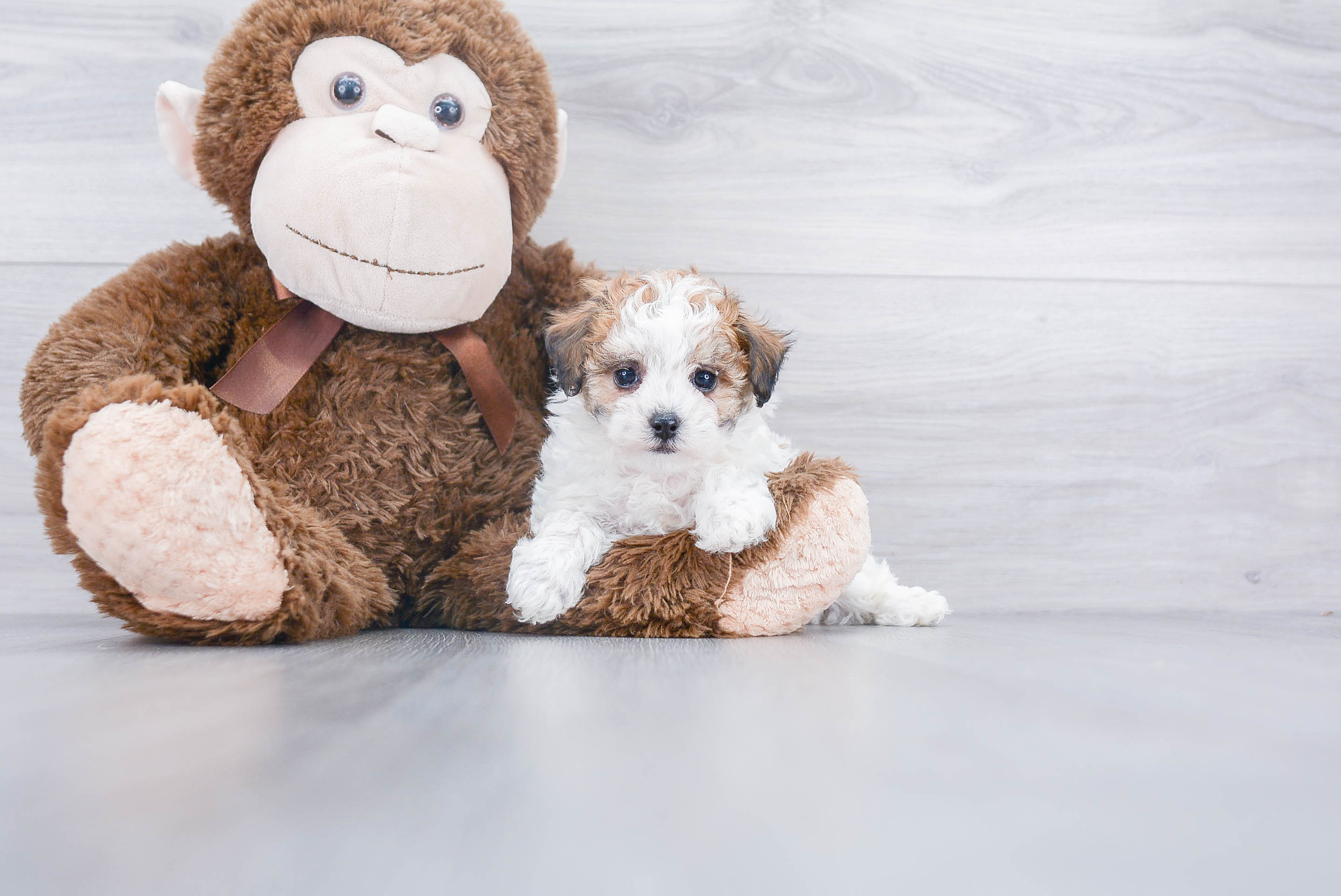 Fluffy Poochon Poodle Mix Pup