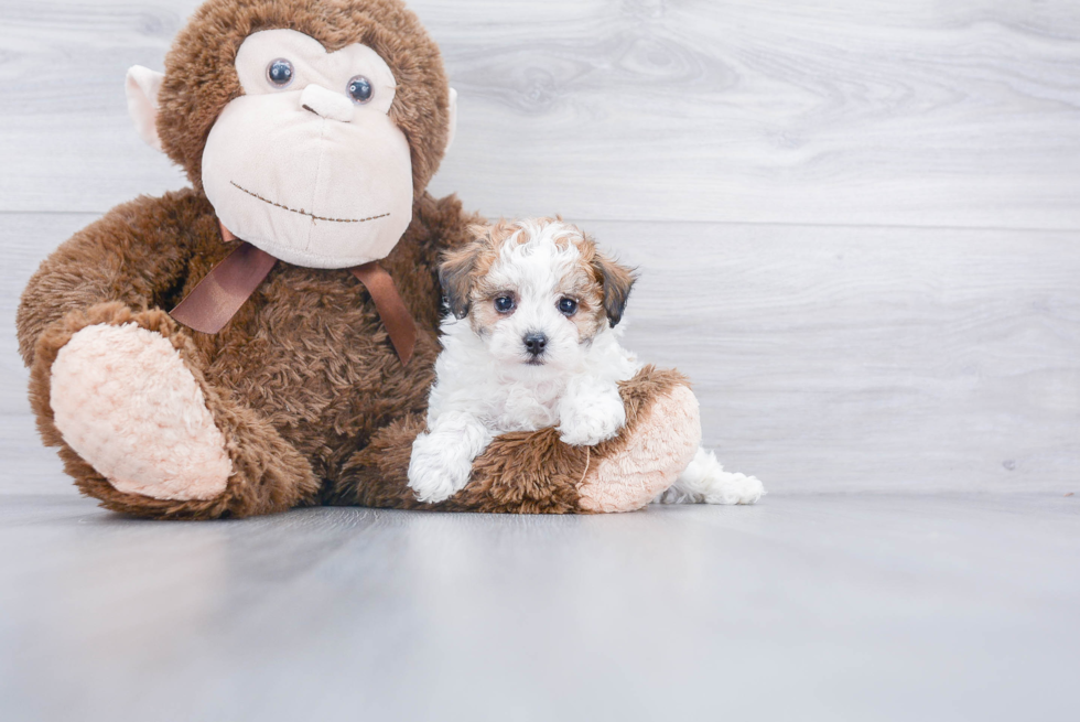 Fluffy Poochon Poodle Mix Pup