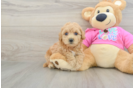 Friendly Poochon Baby